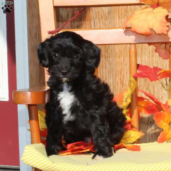 Julia, Cavapoo Puppy